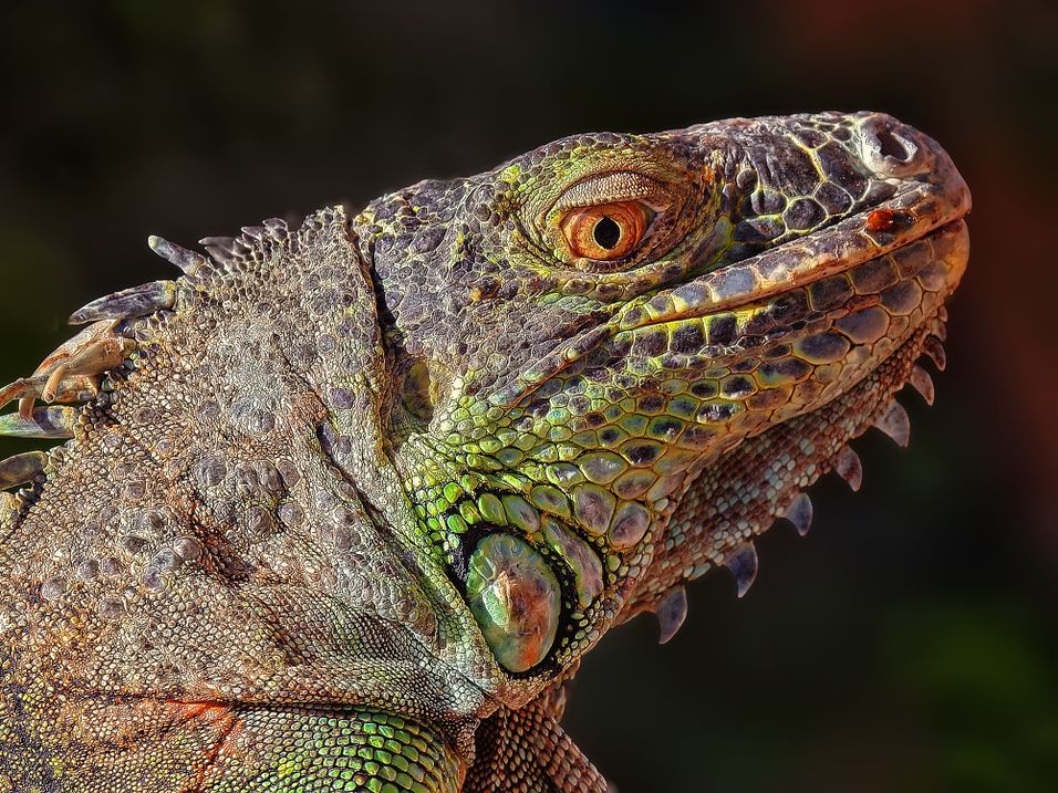 Iguana Portrait.jpg